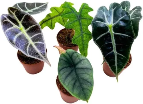 BubbleBlooms Surtido de Alocasia rara, juego de 4 unidades, 2 pulgadas, Jewel, Jacklyn, Cuprea Pixie Plantas