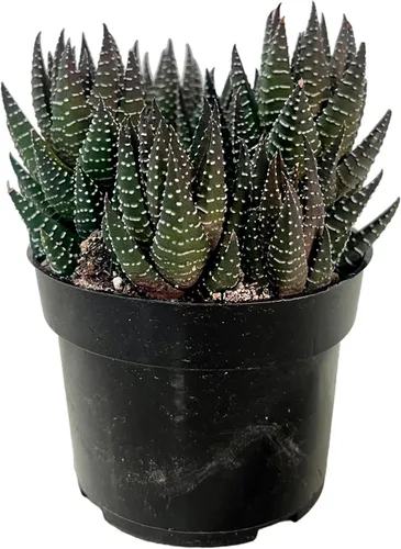 Miniatura 27 de Cadena de perlas (Senecio Rowleyanus) - Plantas vivas rastreras totalmente enraizadas y en floración - Rara planta de interior para decoración