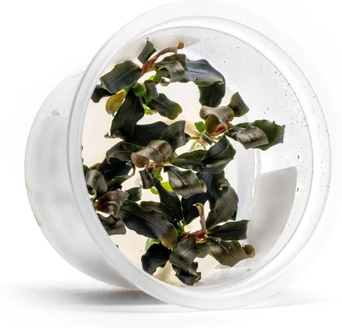 Miniatura 18 de Planta viva SubstrateSource - Hierba enana Eleocharis Belem cultivada en tejidos acuáticos para acuario - 100% libre de caracoles en copa in vitro