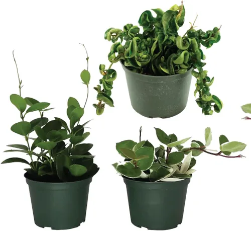 American Plant Exchange Plantas Hoya surtidas, macetas de 4 pulgadas, paquete de 3, enredaderas de cera con flores vivas, plantas de interior de