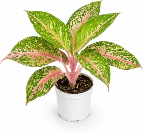 Miniatura 26 de Agloanema Garnet House Plant, Chinese Evergreen Live Plant for Indoor Spaces, Colorful Aglaonema Live Plant, Feng Shui Plants Live Houseplants for