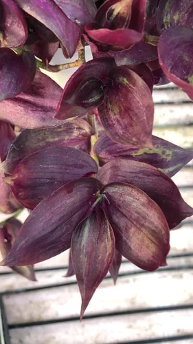 Tradescantia "Gema roja" 10 esquejes sin raíces