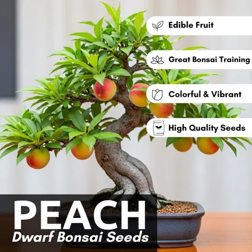 Miniatura 2 de Semillas de melocotonero bonsái – 4 semillas grandes para árboles frutales en miniatura – Fácil de cultivar, resistente, produce melocotones dulces