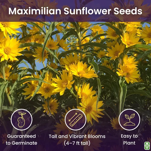 Miniatura 2 de Maximilian Semillas de girasol - Atrae abejas y mariposas - Girasol perenne nativo de América del Norte, aproximadamente 600 semillas