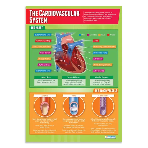 Daydream Education Póster del sistema cardiovascular – Papel brillante – FORMATO GRANDE 33 x 23.5 pulgadas – Decoración de aula de educación física
