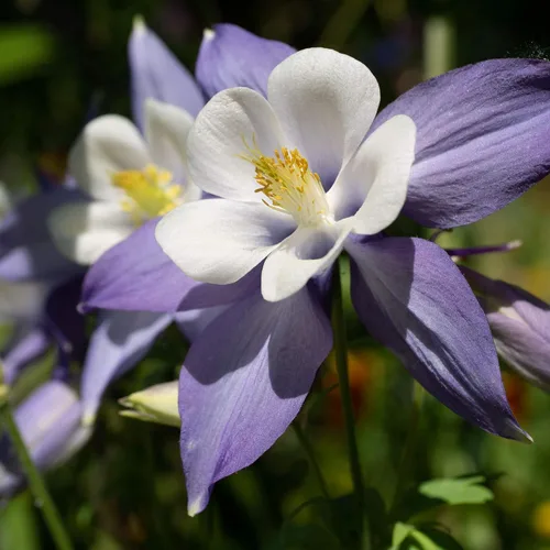 Miniatura 7 de Outsidepride Blue Star Semillas de Columbine – 1000 piezas de semillas de flores perennes, fáciles de cultivar para plantar, adecuadas para jardín