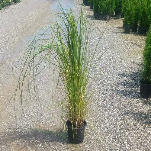 Miniatura 4 de White Pampas Grass 50 Semillas – Semillas de hierba de Cortaderia Selloana, semillas de flores ornamentales de reliquia, flores plumosas, semillas