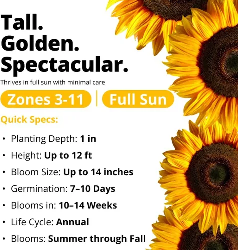 Miniatura 4 de HOME GROWN Semillas de girasol para plantar Más de 520 semillas de girasol de mamut gigante para plantar paquete a granel reliquia, alta