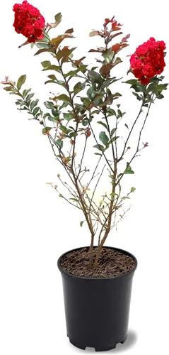 Miniatura 27 de American Plant Exchange Black Diamond Shell Pink Crape Myrtle Tree Live, maceta de 1 galón, 1-1.5 pies de alto, flores rosas vibrantes, tolerantes a