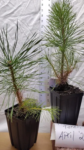 Miniatura 7 de Pino negro japonés Árbol de 1 año en maceta de vivero. Pinus thunbergii. Pino Thunbergiana. Pino verde. Listo para paisaje o bonsái