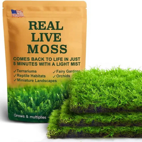 Miniatura 12 de Real Live Moss - Paquete variado (cada uno de 3.5 x 7 pulgadas), musgo real decorativo para terrarios, mini jardines, plantas en maceta y bonsái