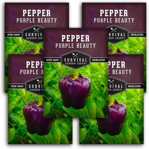 Miniatura 12 de Purple Beauty - Semillas de pimiento morrón para plantar Pimientos morados dulces tradicionales para jardines domésticos – Polinizado abierto sin