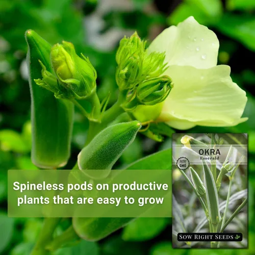 Miniatura 3 de Sow Right Seeds - Semillas de okra esmeralda para plantar - Paquete de reliquia sin OMG con instrucciones para plantar un huerto casero - Cápsulas