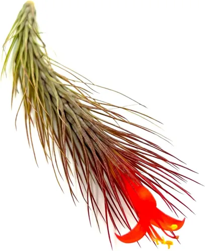 Miniatura 62 de ragnaroc Planta de Aire Viva – Tillandsia Capiput, Jumbo 6-9” - 2 unidades - Llegada Viva Garantizada - Plantas de Casa para Decoración del Hogar