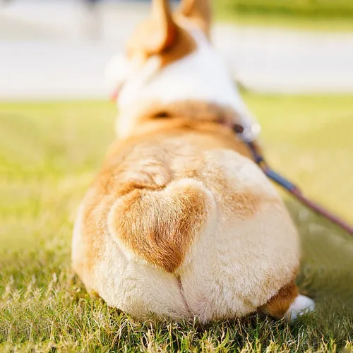 Miniatura 5 de BOXCASA Corgi Dog - Atrapasoles para colgar en la ventana, divertido atrapasoles para colgar en la ventana, regalos para amantes de los perros