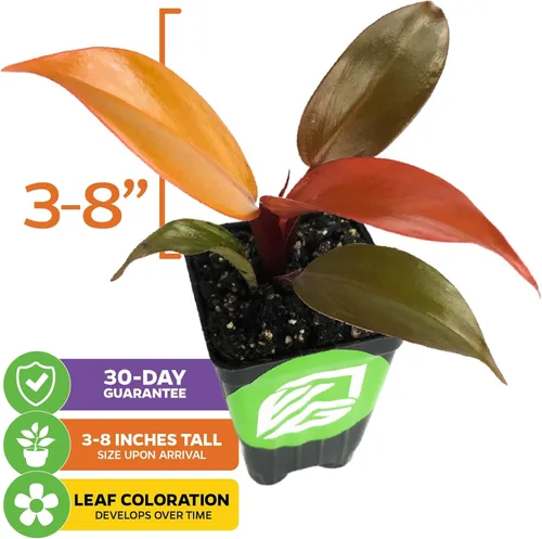 Miniatura 2 de Philodendron Prince of Orange - Philodendron by Wellspring Gardens - Vibrante y fácil cuidado para interiores - Planta exterior con color dinámico