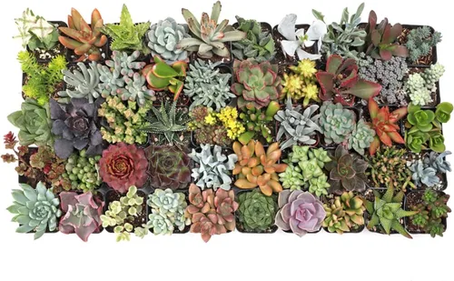 Mountain Crest Gardens Paquete variado de suculentas definitivas, 50 plantas vivas únicas, muchos tipos, enraizadas en macetas de 2 pulgadas,