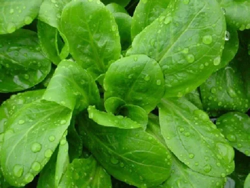Miniatura 4 de Semillas de ensalada de maíz Aka, Mache,Lechuga de cordero, ensalada de campo, (Valerianella Locusta) (1/4 lb)