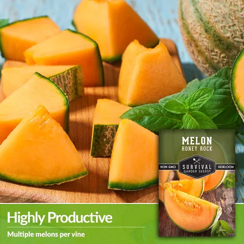 Miniatura 4 de Survival Garden Seeds - Semilla de melón Honey Rock para plantar - Paquete con instrucciones para plantar y cultivar dulces y deliciosos frutos