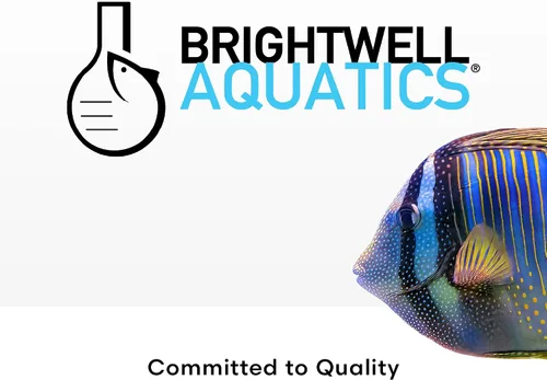 Miniatura 7 de Brightwell Aquatics GarlicPower Extracto de ajo para peces de acuario – Mejora la respuesta de alimentación – Aumenta la nutrición – Ideal