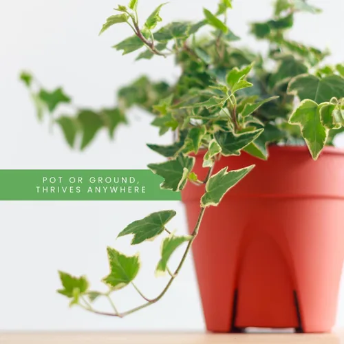 Miniatura 5 de American Plant Exchange Paquete de 2 macetas de hiedra inglesa, paquete de 2 macetas de 4 pulgadas, plantas de interior verdes y abigarradas
