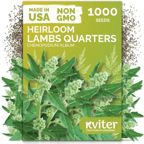 KVITER 1000 semillas de quinua de cordero (Chenopodium Album) - Hierbas comestibles autóctonas, ideales para jardines de hierbas orgánicas,