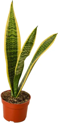 Miniatura 20 de Planta de serpiente Laurentii Sansevieria Trifasciata Planta viva para interior Diferentes plantas de interior en maceta de 4 y 6 pulgadas