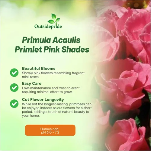 Miniatura 3 de Outsidepride 10 semillas anuales Primula común Primrose Primlet Pink Shades Semillas de flores para plantar