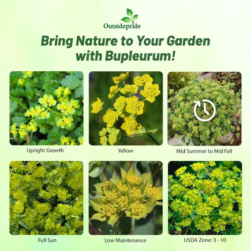 Miniatura 2 de Outsidepride Hare's Ear Bupleurum Seeds – 2000 unidades. Semillas anuales, tolerantes a la sequía y de bajo mantenimiento, semillas de flores