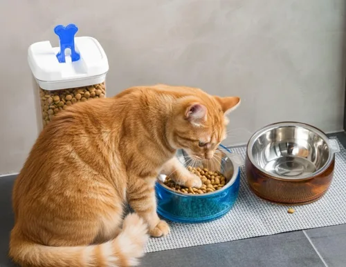 Miniatura 6 de Felli Cuenco de comida para gatos con bigote oblicuo para mascotas, plato elevado de acero inoxidable poco profundo, diseño de mascotas, alimentador