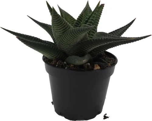 Miniatura 3 de Twister Haworthia limifolia – Olla de 2.5 pulgadas – Fácil de cultivar Suculenta