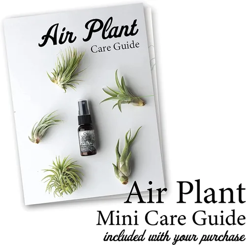 Miniatura 3 de Cute Farms Tillandsia - Fertilizante para plantas de aire, fórmula suave de uso diario, nutrientes formulados para plantas de aire