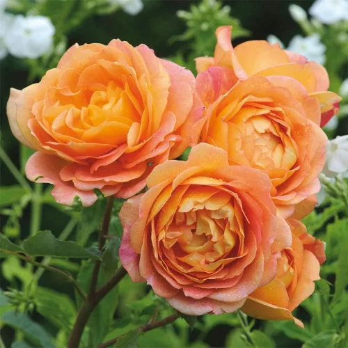 Rosas arbustivas inglesas de reliquia, planta de raíz propia viva para jardín al aire libre, Lady of Shalott, muy fragantes, zonas de rusticidad: