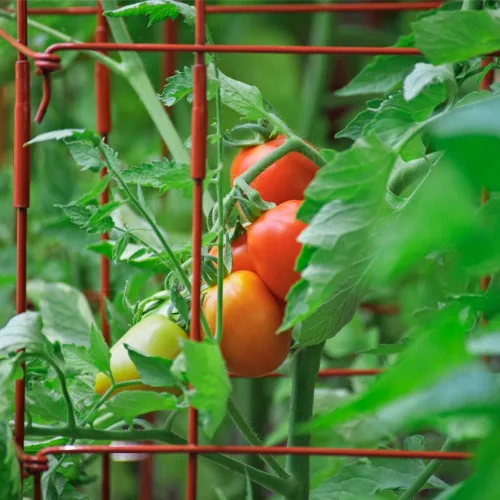 Miniatura 8 de Semillas de tomate Roma (50 semillas)