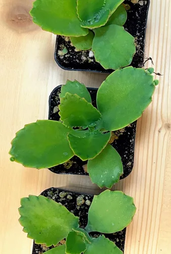 Miniatura 4 de Kalanchoe Diagremontiana - 3 sombreros mexicanos para madre de miles, planta suculenta viva en maceta de 2 pulgadas con tierra totalmente enraizada.