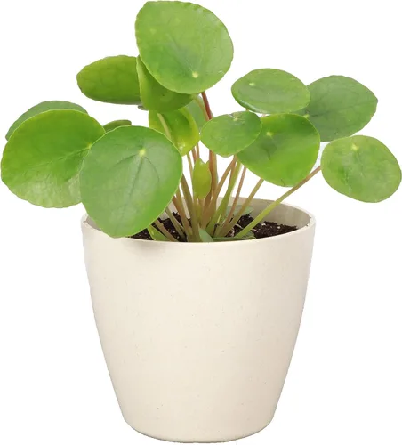 Planta de dinero chino de invernadero Thorsen's, planta de interior vivo, planta suculenta interior, pilea peperomioides, 8 pulgadas, maceta