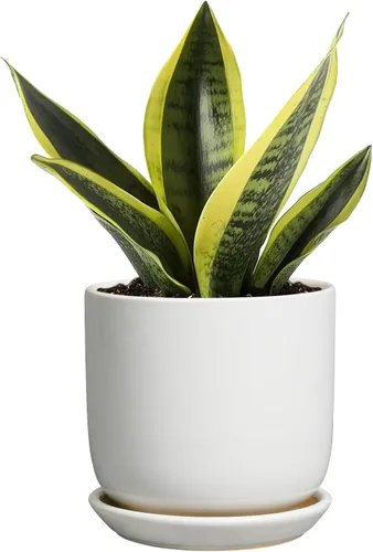 Maceta de Cerámica para Plantas de Interior de 5 Pulgadas - Maceta Redonda para Plantas Suculentas con Agujero de Drenaje y Platillo, Decoración