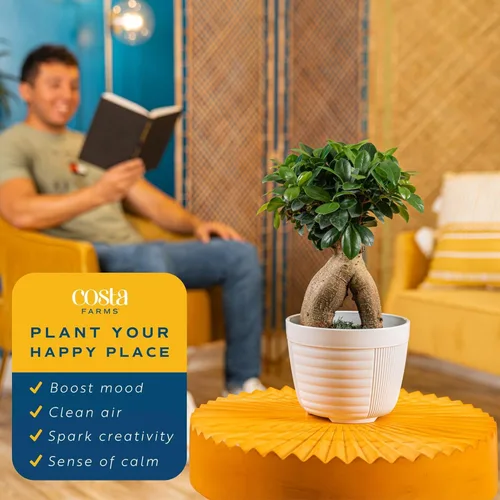 Miniatura 5 de Costa Farms - Árbol en miniatura Bonsai planta viva en maceta decorativa, fácil planta de interior, variedad surtida, Zen para el hogar, habitación