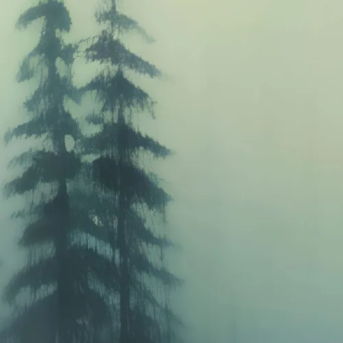 Miniatura 6 de Papel tapiz de bosque brumoso, papel tapiz extraíble de bosque, papel tapiz de bosque brumoso, papel tapiz temporal, papel tapiz para guardería