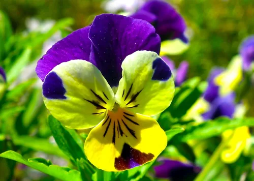 Miniatura 7 de Semillas Viola Tricolor Seed Mix 40+ Semillas para cultivar Viola Johnny Jump-up Mix Primavera o en climas templados Plantación de otoño