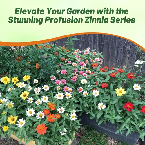 Miniatura 6 de Outsidepride - Zinnia, 25 semillas anuales, Hybrida Profusion Double, flores para plantar