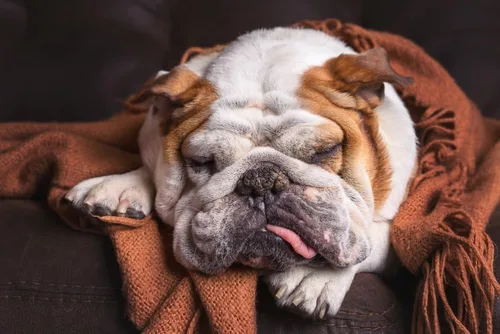 Rompecabezas de Bulldog Inglés de 1000 piezas – Bulldog durmiendo en el sofá, rompecabezas para adultos, lindo rompecabezas de perro, fabricado en