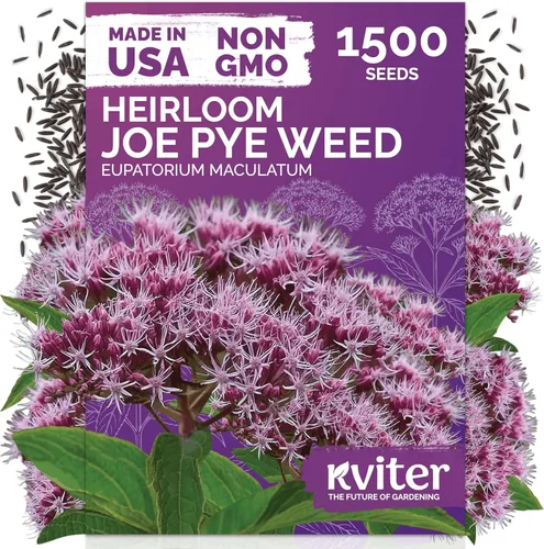 Miniatura 18 de KVITER 25 semillas de algodón blanco para plantar (Gossypium hirsutum) – Planta de algodón real, semillas de algodón para cultivo, semillas