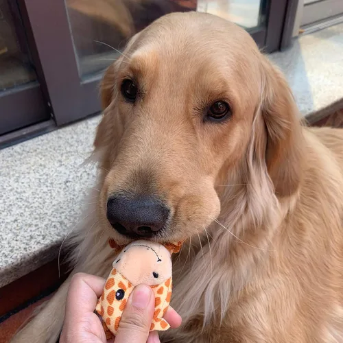 Miniatura 7 de Jalousie Paquete de 12 juguetes de peluche para perros, juguetes masticables chirriantes de primera calidad para perros pequeños y medianos