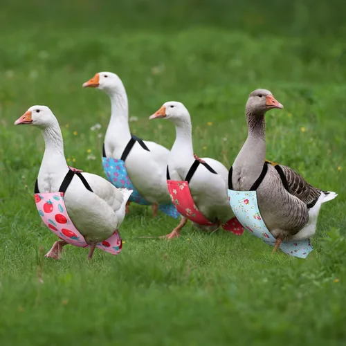 Miniatura 2 de DoubleFill 6 piezas de pañales para gallinas, gallos, patos reutilizables y lavables con lazada para patitos, gallinas, gansos, aves ajustables