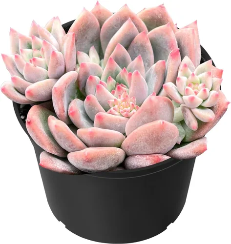 Miniatura 15 de Sprout N Green Echeveria 'Pink Tips', Mini planta suculenta viva totalmente arraigada en maceta de 2 pulgadas, planta de interior para interiores