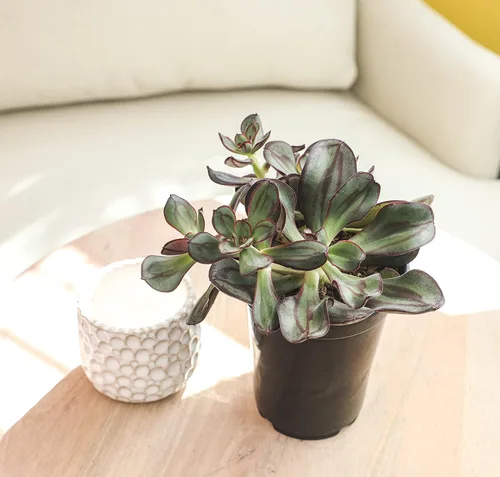 Miniatura 11 de Suculentas Echeveria de 1 cuarto de galón, 4 unidades, suculentas vivas recuerdos de fiesta en macetas suculentas, plantas suculentas vivas plantas