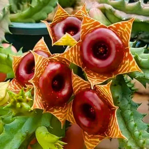 Planta de cactus de estrella de mar viva, salvavidas Zebrina arrastrando suculenta bien enraizada en maceta de 2 pulgadas, planta de interior para