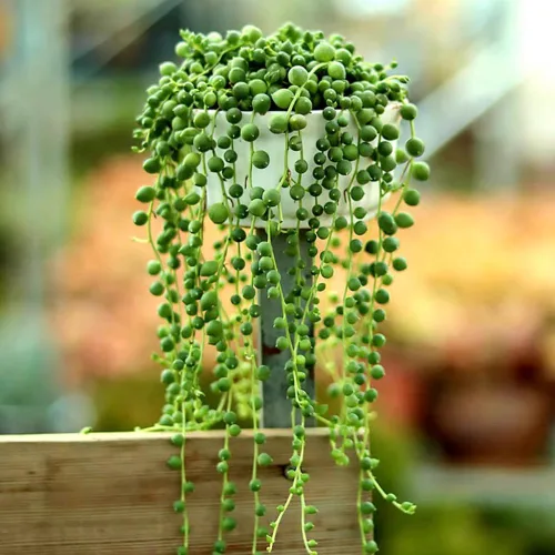 String of Pearls Plant Live, suculenta enredadera de arrastre, planta de interior viva en maceta