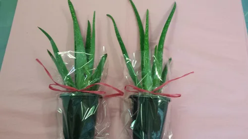 jmbamboo -Dos plantas saludables y fuertes de aloe vera con musgo de 8 pulgadas de alto con raíces fuertes.